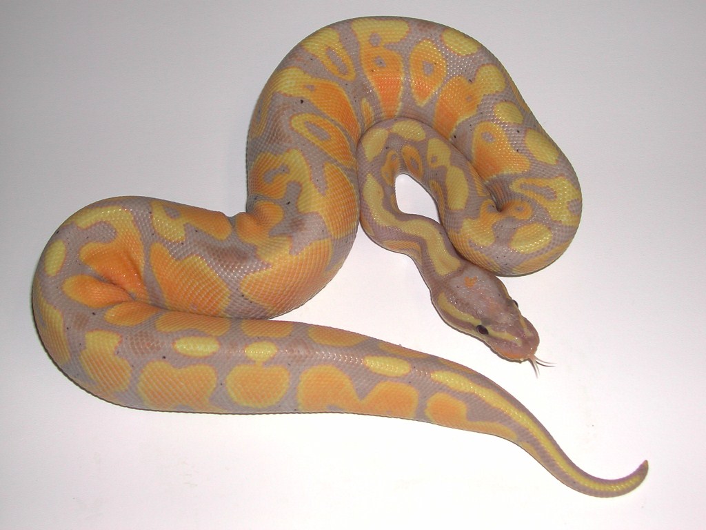 Coral Glow
